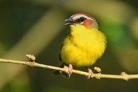 Lesnacek rezavohlavy - Basileuterus rufifrons - Rufous-capped Warbler 7251